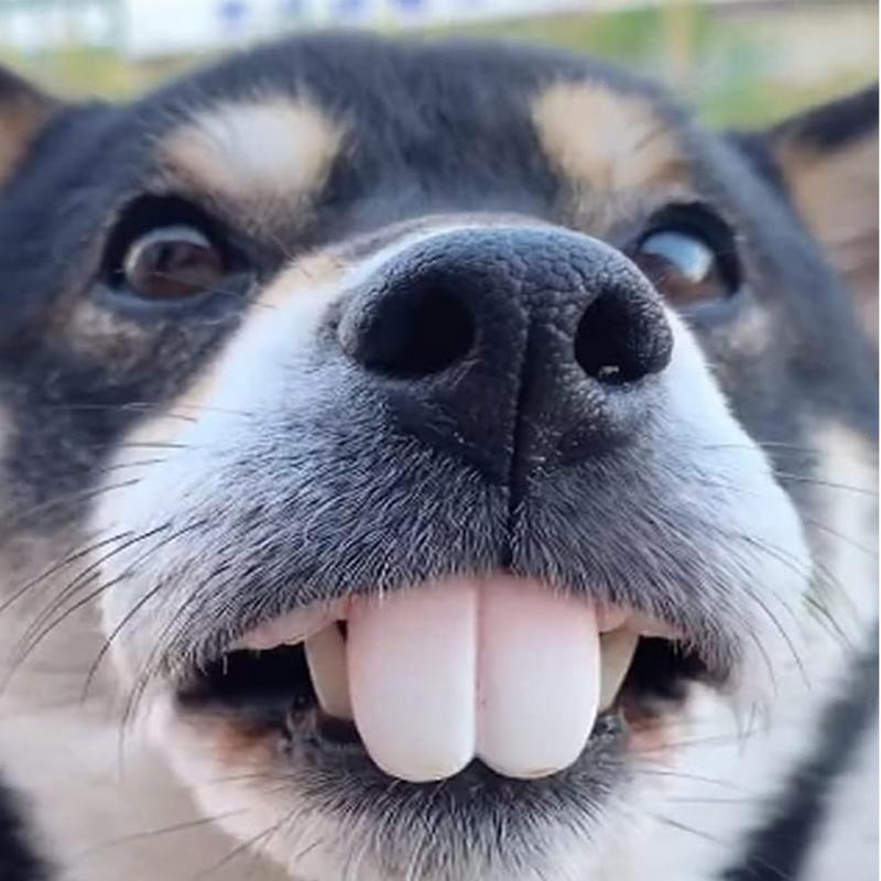 Pet CorgiDog False Teeth Toy R - 3D Printing Tooth 评论和价格