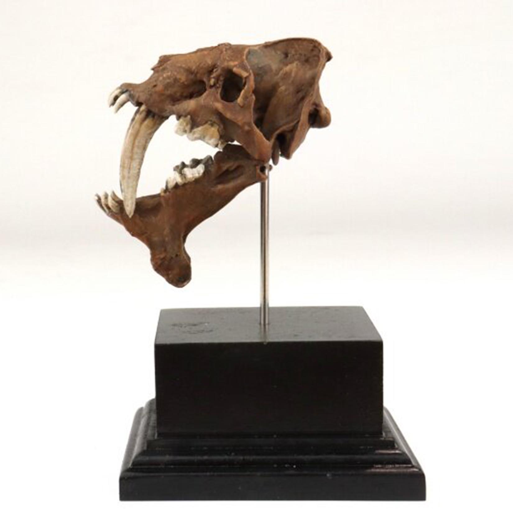 Smilodon Skull Model 3D Printe - 3D Printing Tooth 评论和价格