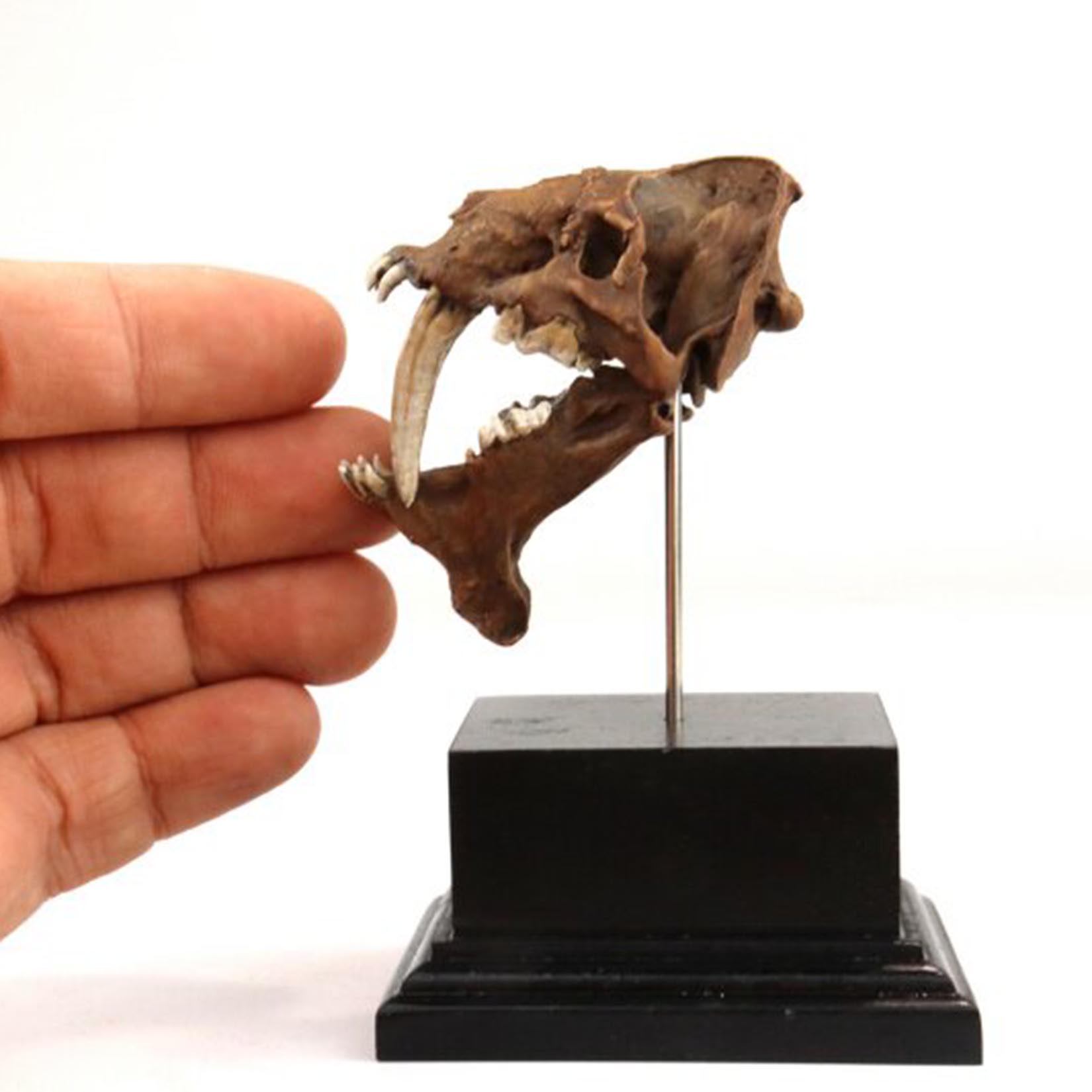 Smilodon Skull Model 3D Printe - 3D Printing Tooth 评论和价格