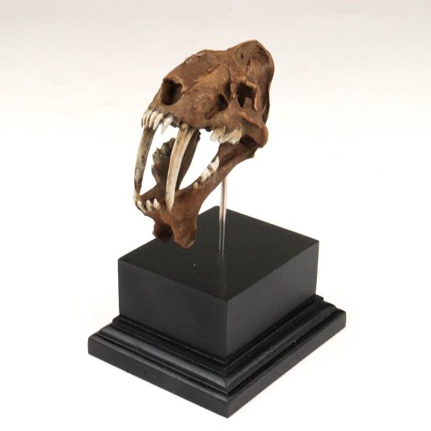 Smilodon Skull Model 3D Printe - 3D Printing Tooth 评论和价格